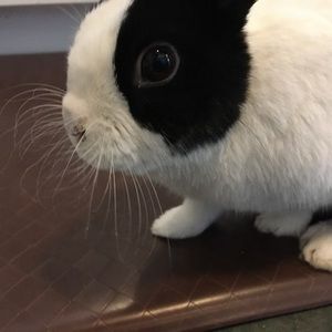 Meet your Posher, Mira